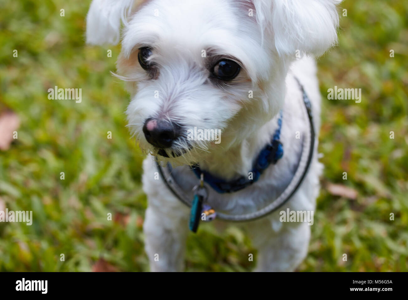 Mignon chien chiens, heureux de jouer à park Banque D'Images