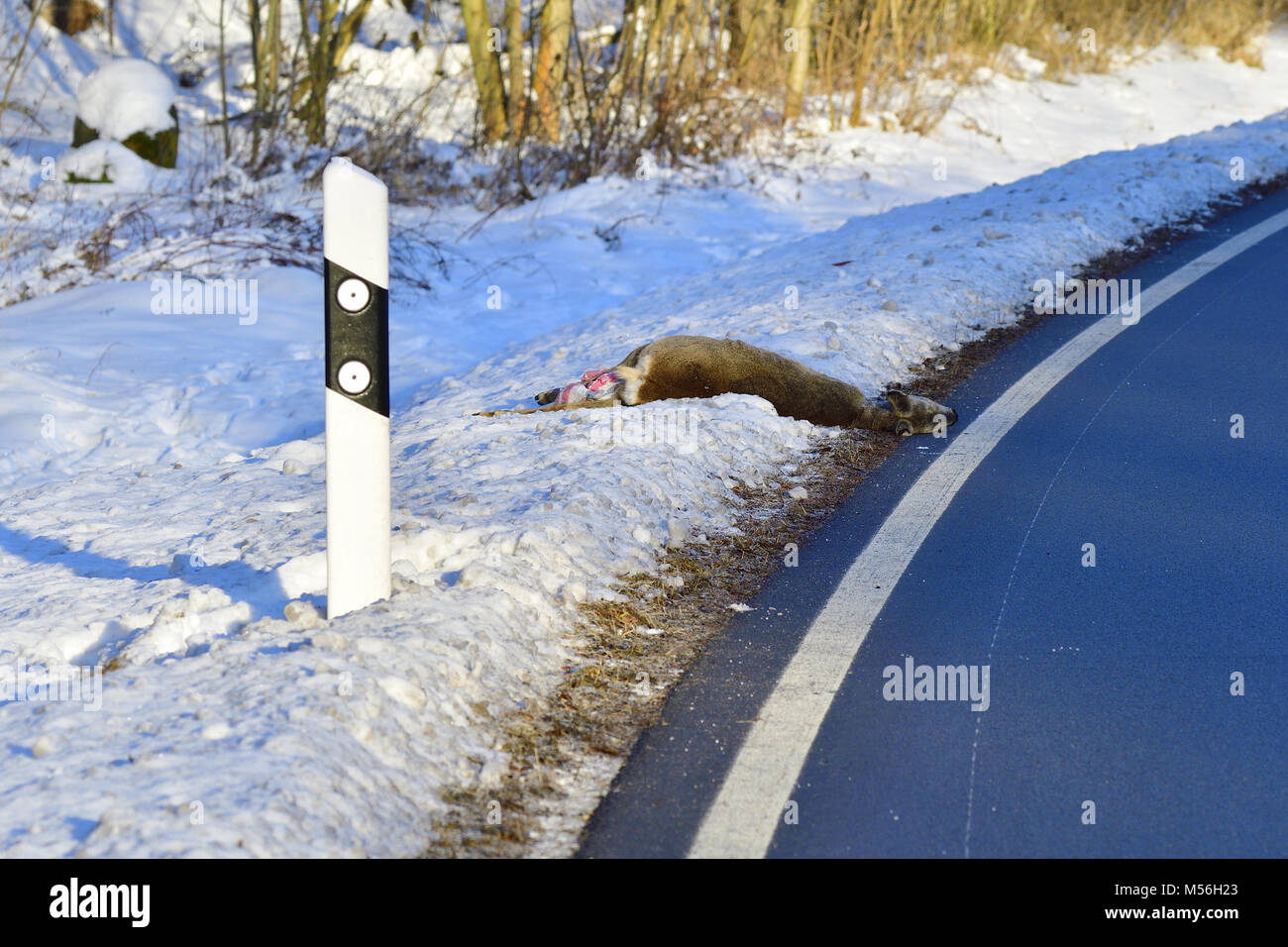 Accident avec un cerf sauvage Banque D'Images
