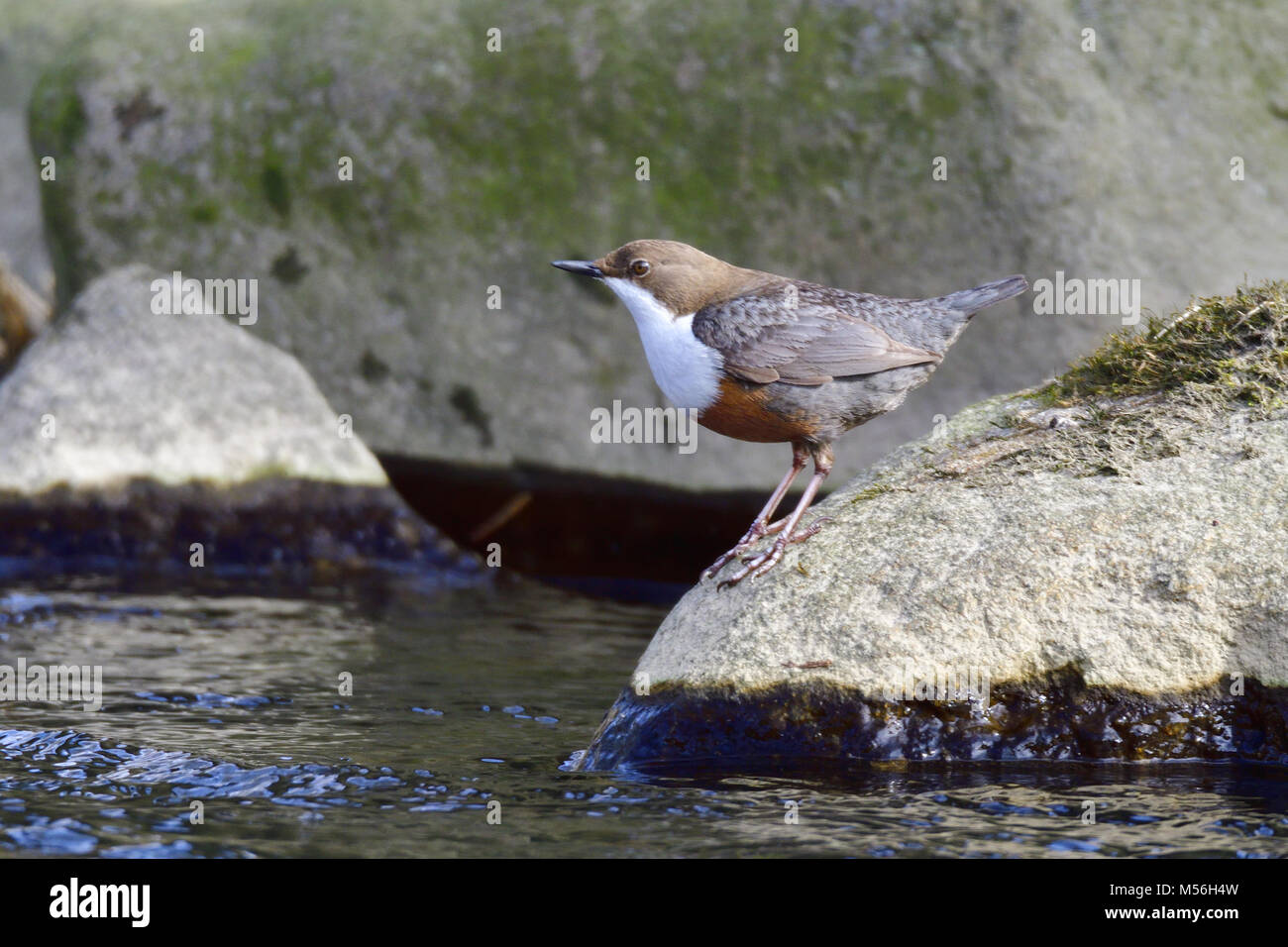 White-throated dipper Banque D'Images
