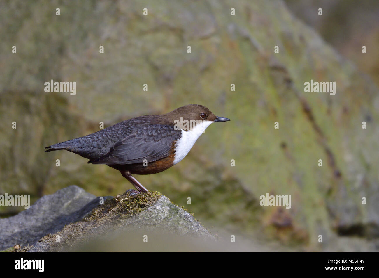 White-throated dipper Banque D'Images