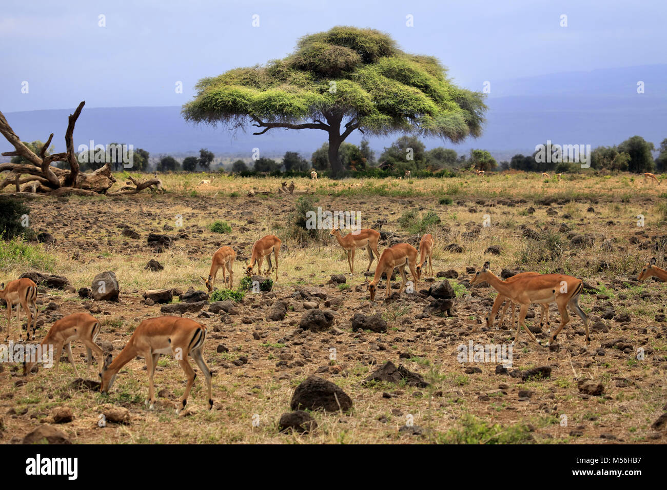 La faune africaine Banque D'Images