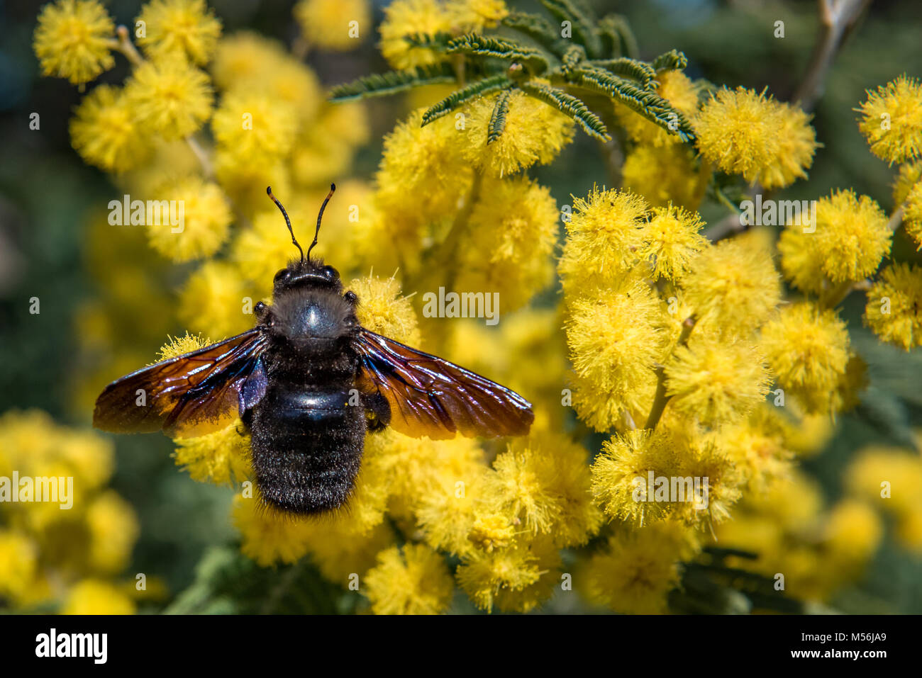Violet abeille charpentière sur un Mimosa Banque D'Images