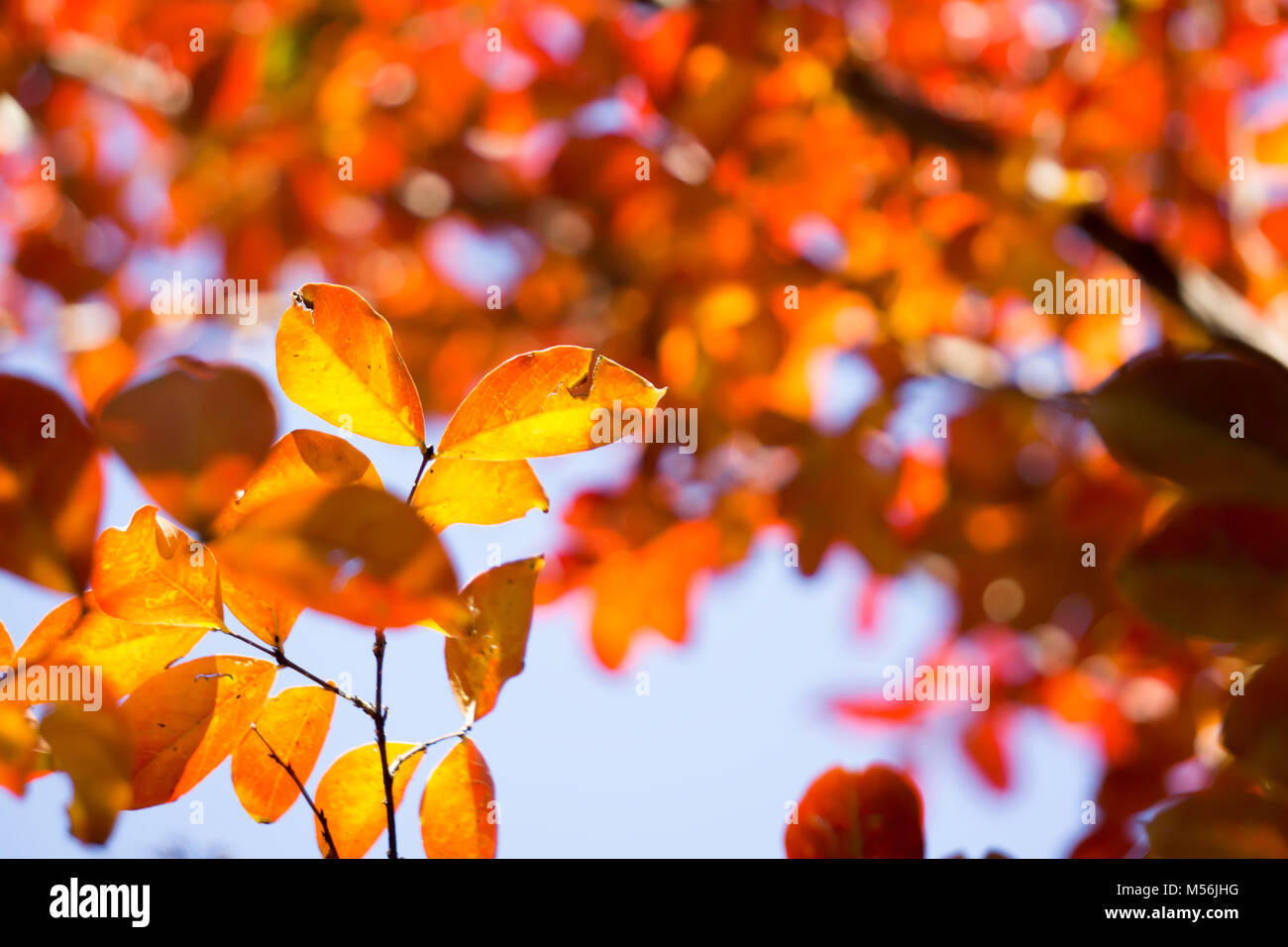 Saison d'automne feuilles sur un arbre dans la lumière du soleil Banque D'Images