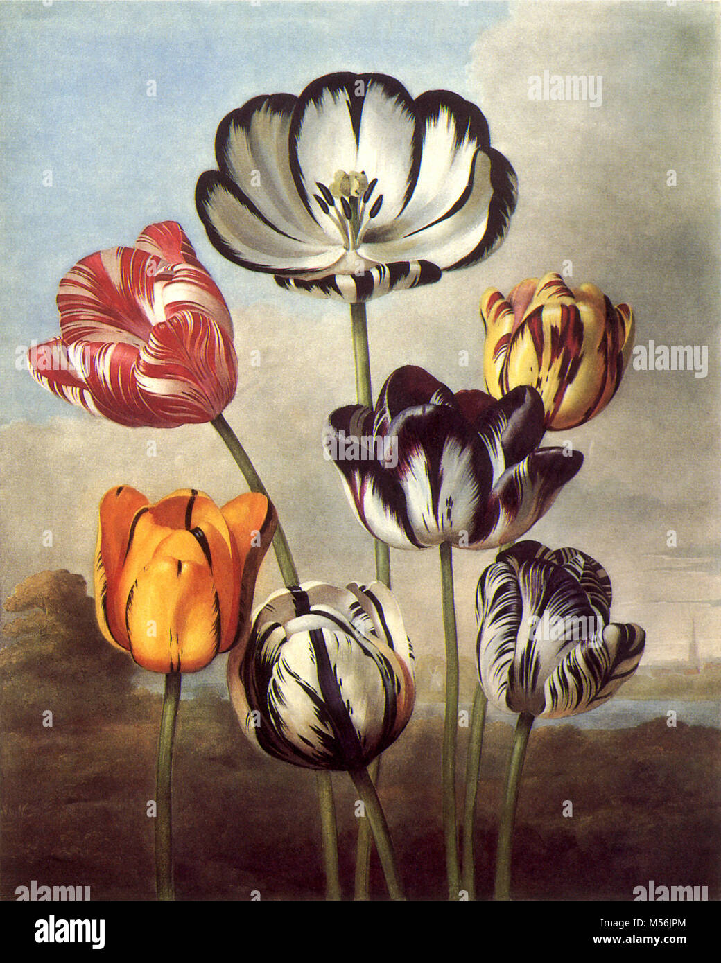 ,Tulipes Tulipa spp. Banque D'Images