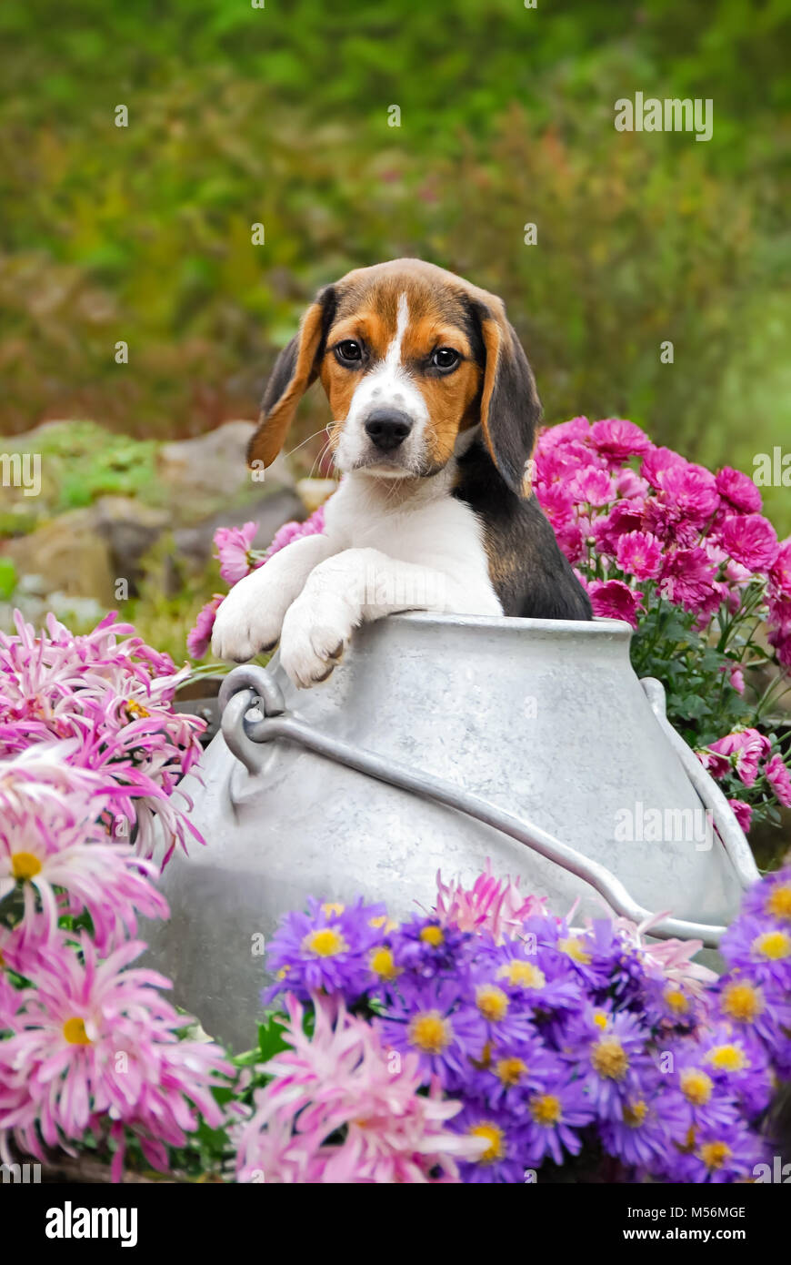 Un jeune chiot chiot Beagle tricolore aux yeux bleus, une race de chien chien courant, est assis dans un bidon de lait admist fleurs roses dans un jardin, Allemagne Banque D'Images