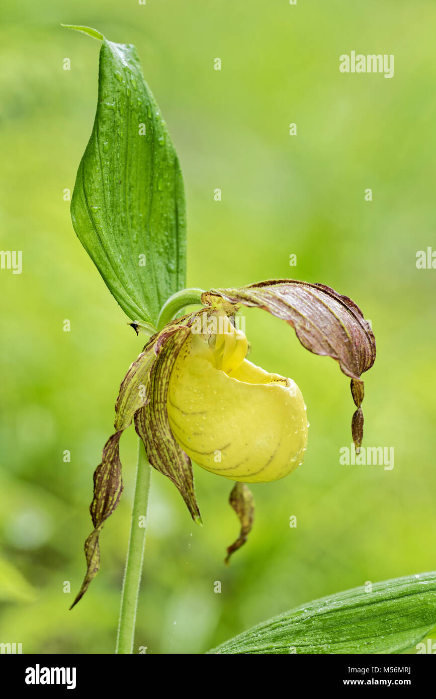 Arizona Lady's Slipper (Cypredium kentuckiense) en pleine floraison dans la région de Virginia. Banque D'Images
