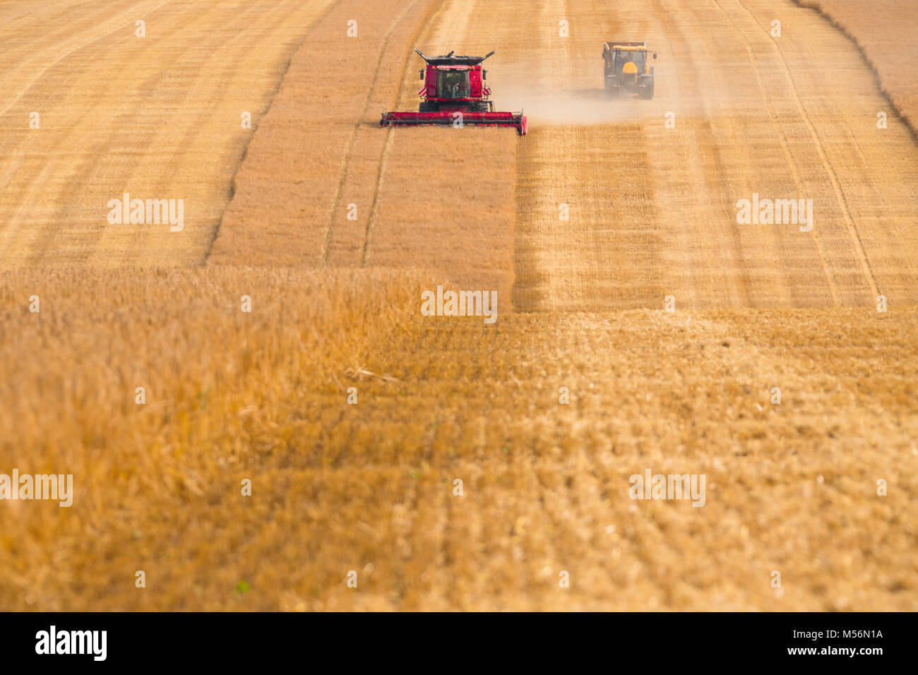 Combinant un grand champ d'orge. Banque D'Images