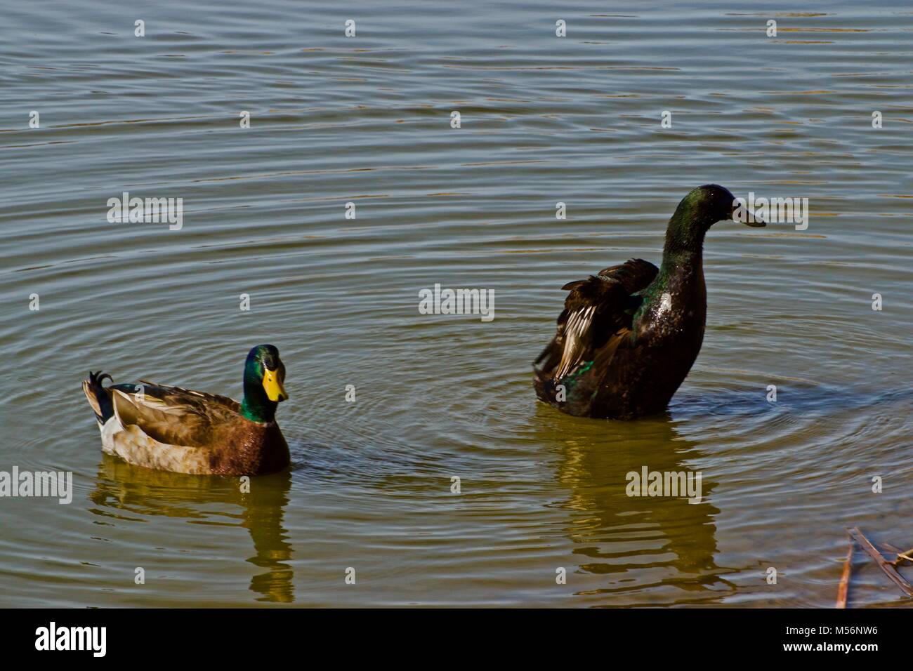 Apprivoiser les Canards colverts, Lindsey Park Public Fishing Lake, Canyon, Texas Banque D'Images