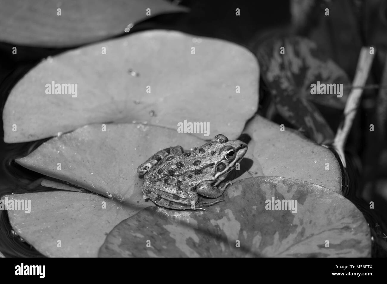 Grenouille sur un nénuphar   B&W Banque D'Images