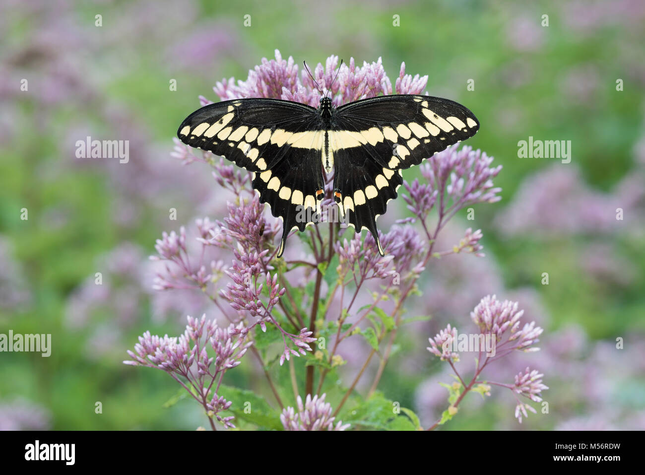 Grand porte-queue (Papilio cresphontes) repéré sur nectar Joe-Pye Weed. Gifford Pinchot State Park, New York, l'été. Banque D'Images