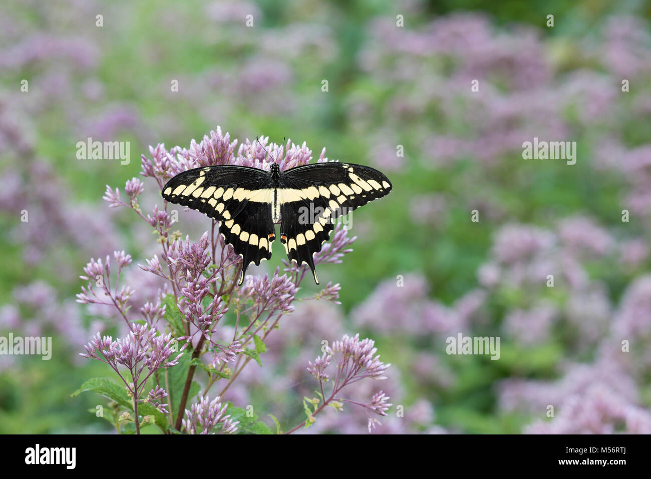 Grand porte-queue (Papilio cresphontes) repéré sur nectar Joe-Pye Weed. Gifford Pinchot State Park, New York, l'été. Banque D'Images