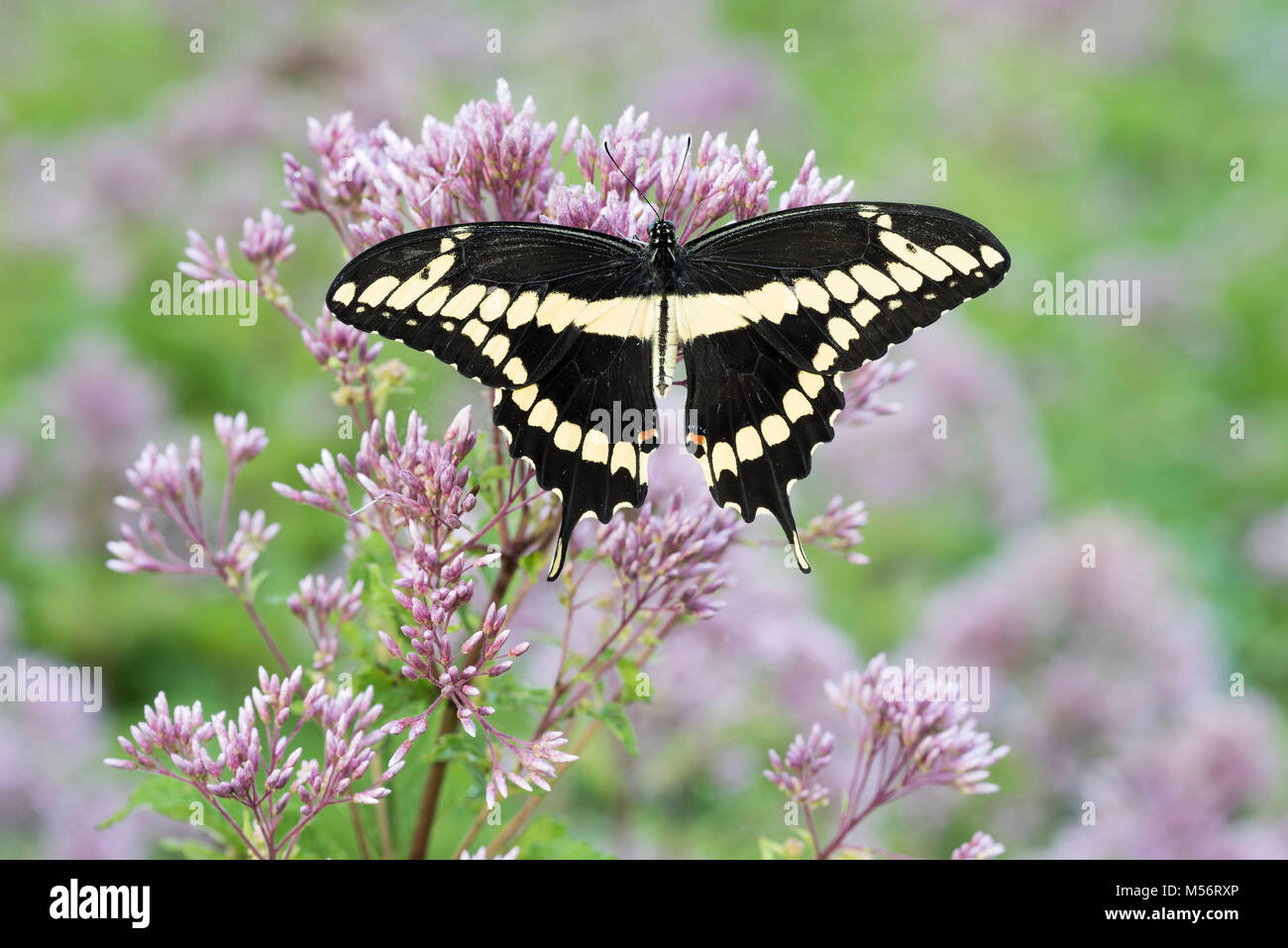 Grand porte-queue (Papilio cresphontes) repéré sur nectar Joe-Pye Weed. Gifford Pinchot State Park, New York, l'été. Banque D'Images