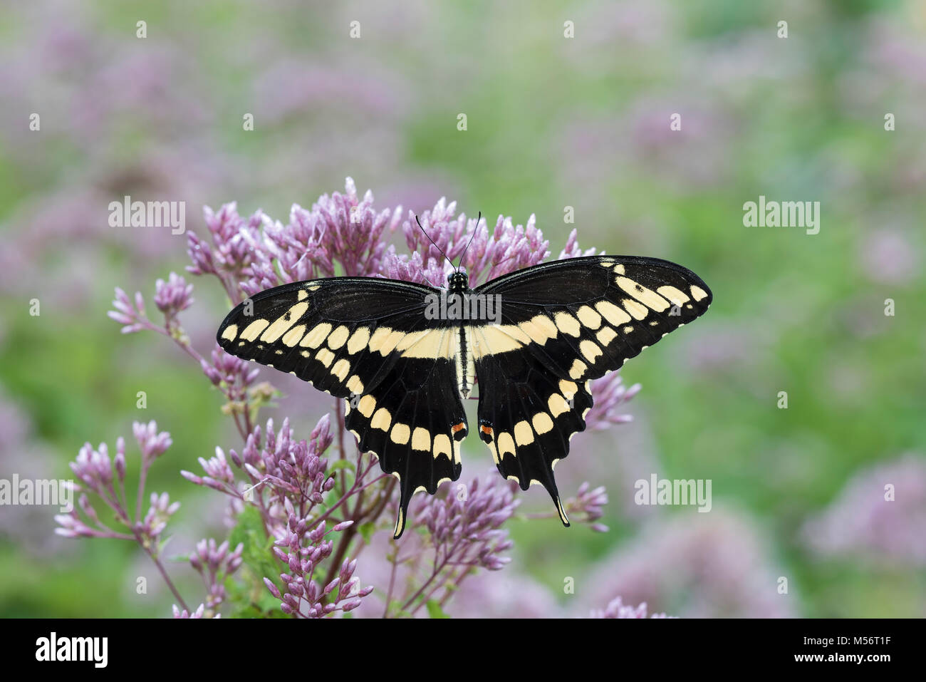 Grand porte-queue (Papilio cresphontes) repéré sur nectar Joe-Pye Weed. Gifford Pinchot State Park, New York, l'été. Banque D'Images