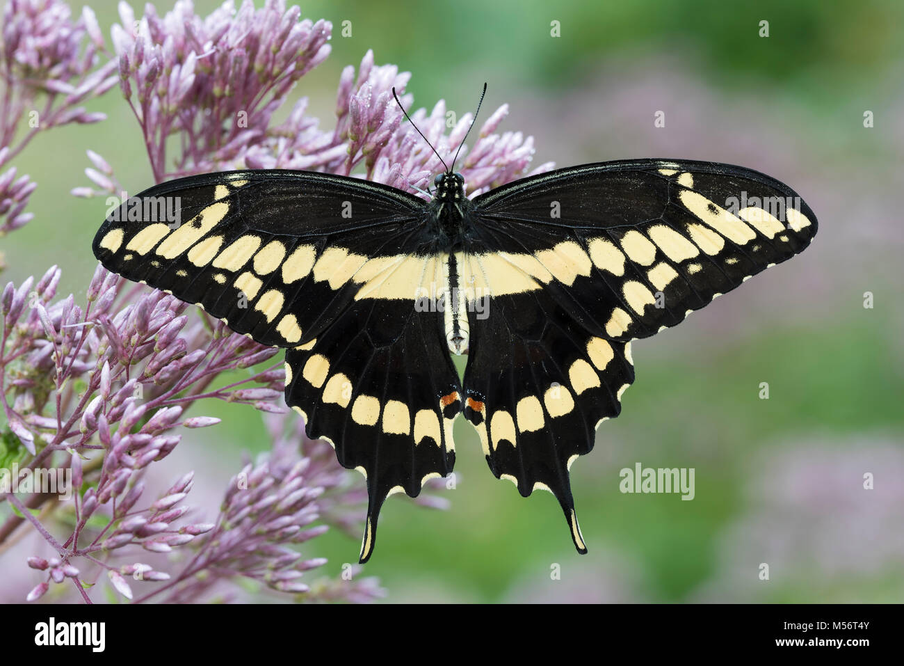 Grand porte-queue (Papilio cresphontes) repéré sur nectar Joe-Pye Weed. Gifford Pinchot State Park, New York, l'été. Banque D'Images