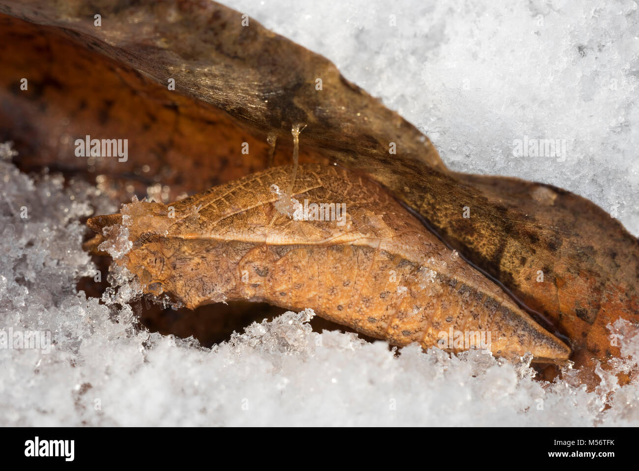 Chrysalide Swallowtail Spicebush après chute de neige. Chrysalis sont faites sur les feuilles ou l'écorce des branches pas. Ils tombent sur le sol au cours de l'automne. Banque D'Images