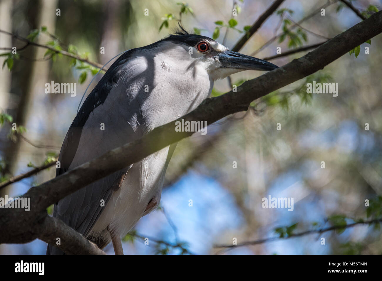 Bihoreau gris (Nycticorax nycticorax) perché dans un arbre à Homosassa Springs Wildlife State Park à Homosassa, Floride près de la Côte du Golfe. Banque D'Images