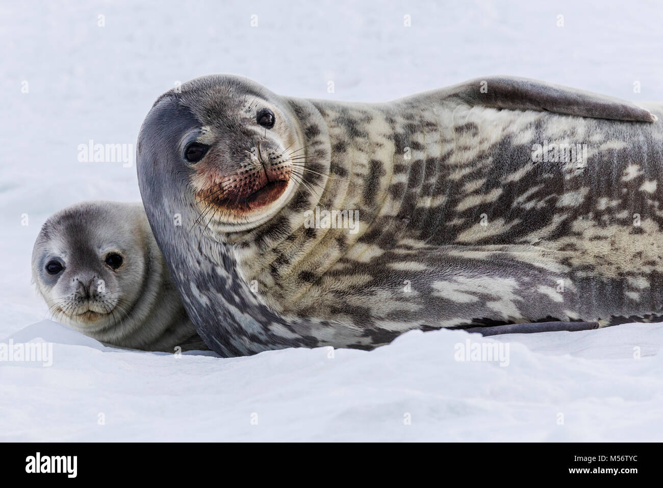 Femelle de Weddell seal pup avec ; Leptonychotes weddellii ; Phocidae ; la moitié de l'île de la lune ; l'Antarctique Banque D'Images