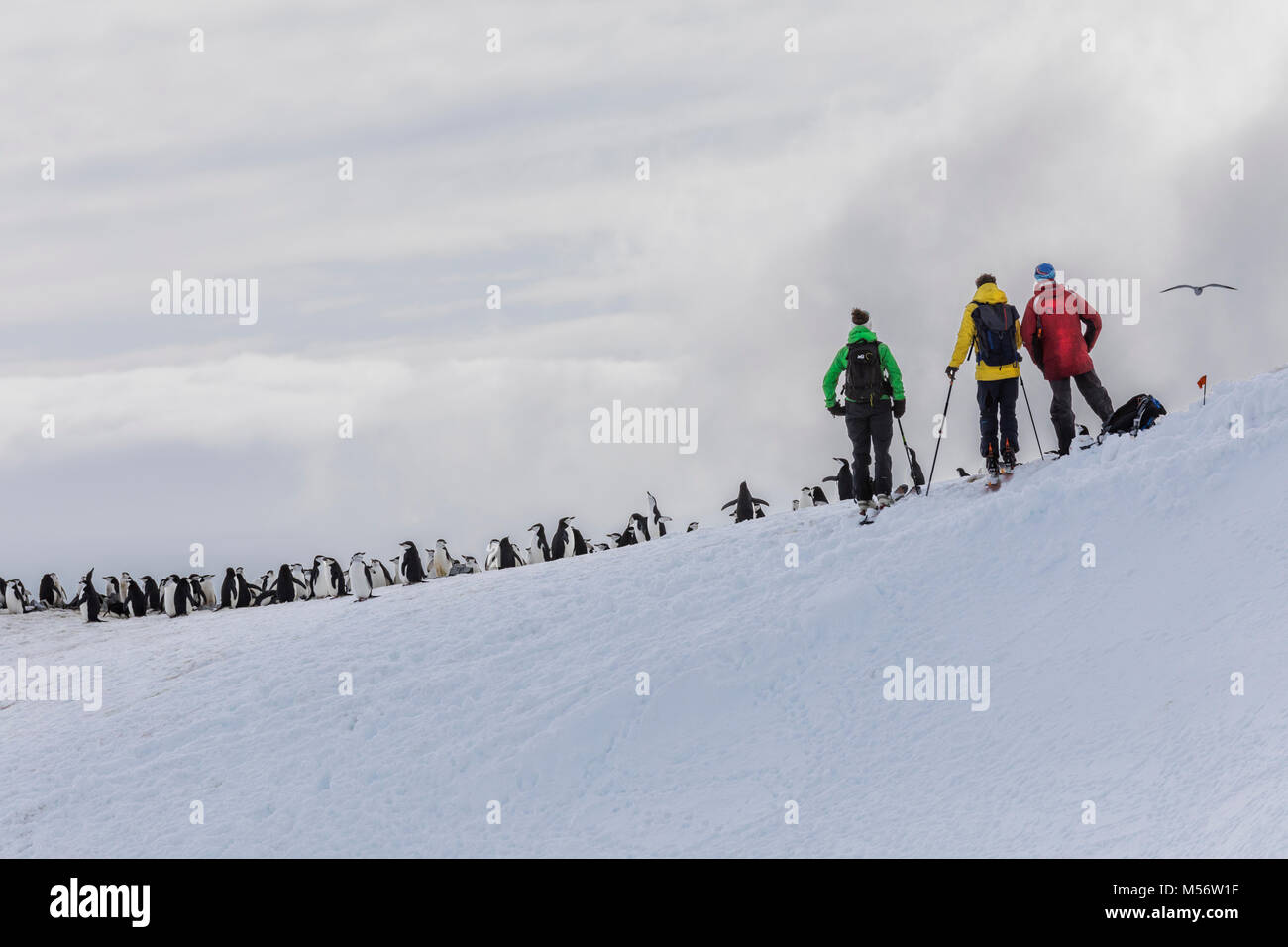 Photographie de voyage Gamla ; Pygoscelis antarcticus ; le phoque annelé, le phoque barbu penguin penguin penguin ; stonecracker ; Half Moon Island ; l'Antarctique Banque D'Images