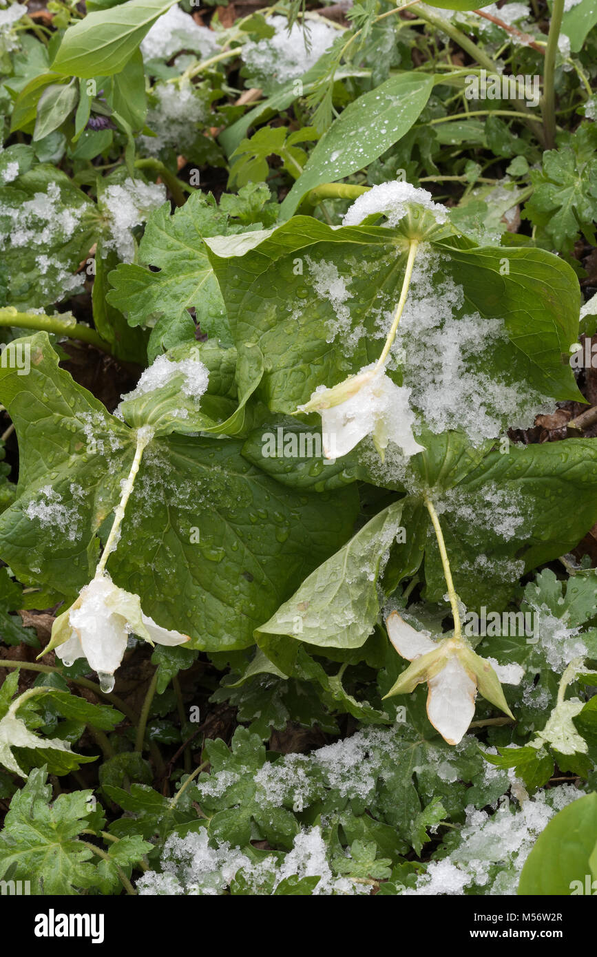 Trille blanc (Trillium erectum) alourdis par une neige de printemps à Shenks Ferry Wildflower Préserver, Lancaster, Pennsylvanie. Banque D'Images