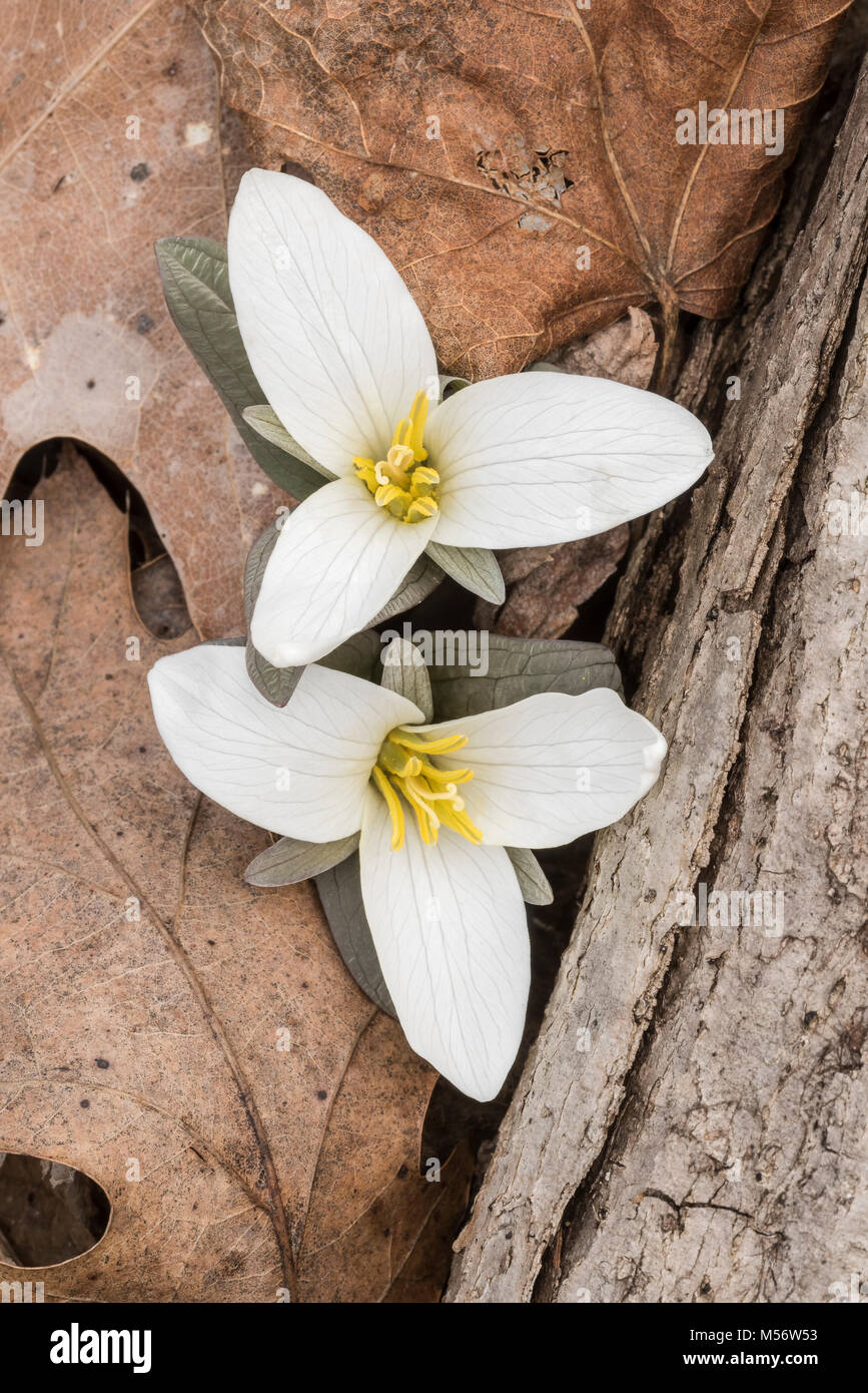 Trillium nivale Trillium (neige) sont parmi les premières fleurs se souvent recouvert de neige alors que la floraison à la fin de l'hiver. Banque D'Images