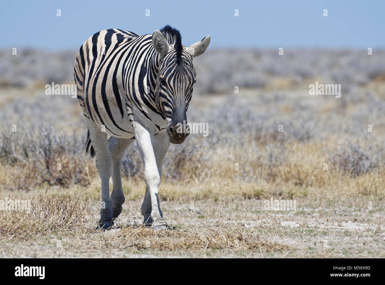 Le zèbre de Burchell (Equus quagga burchellii), balades en prairies arides, Etosha National Park, Namibie, Afrique Banque D'Images