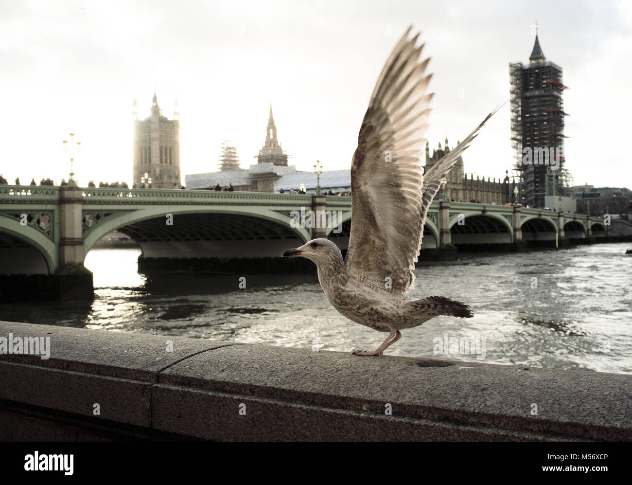 Une mouette Southbank London étend ses ailes comme il est assis sur le mur avec le pont de Westminster et les chambres du Parlement dans l'arrière-plan. Banque D'Images