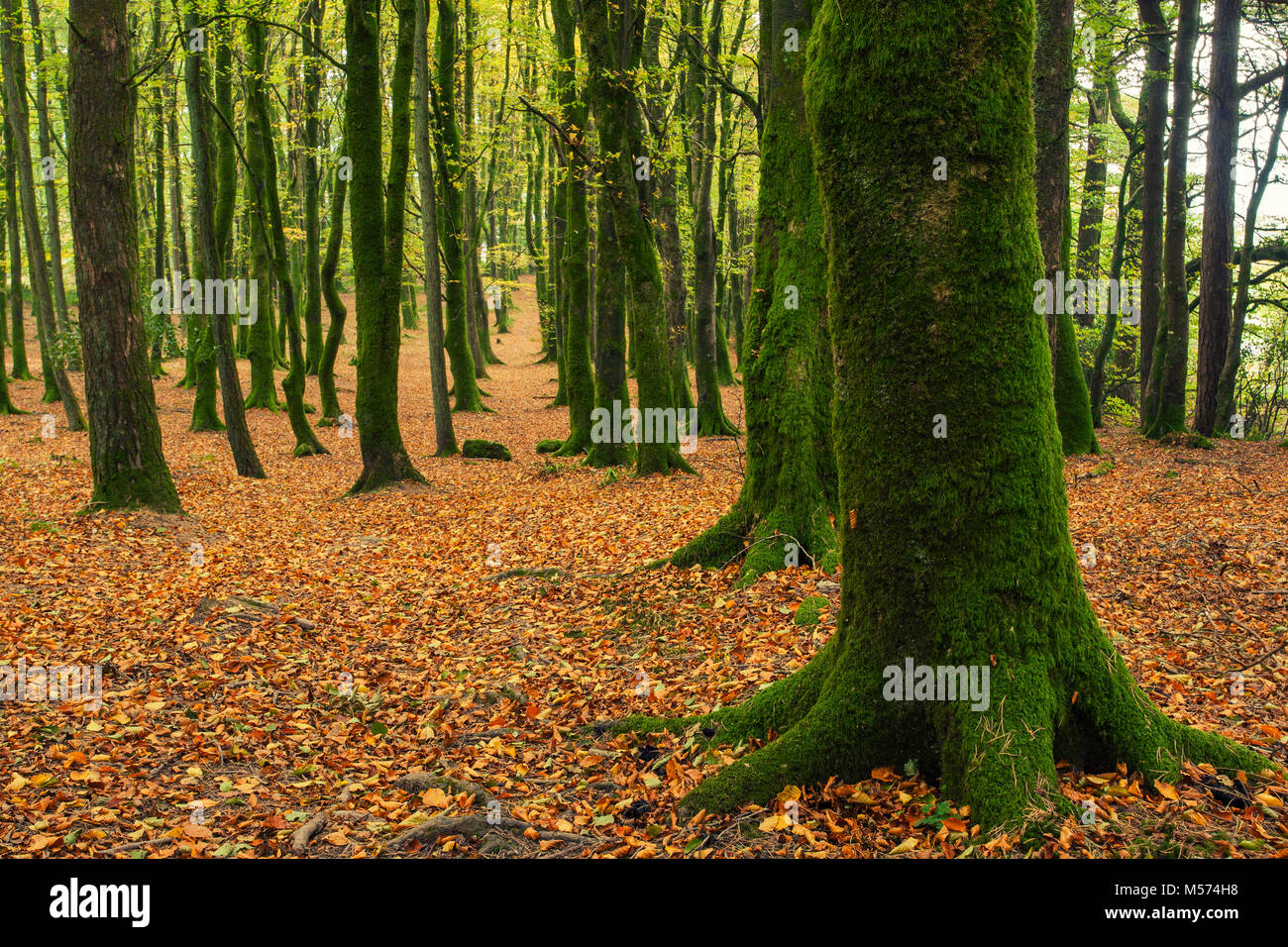 Un tapis de feuilles mortes dans les bois Galtee, Limerick, Irlande. Banque D'Images