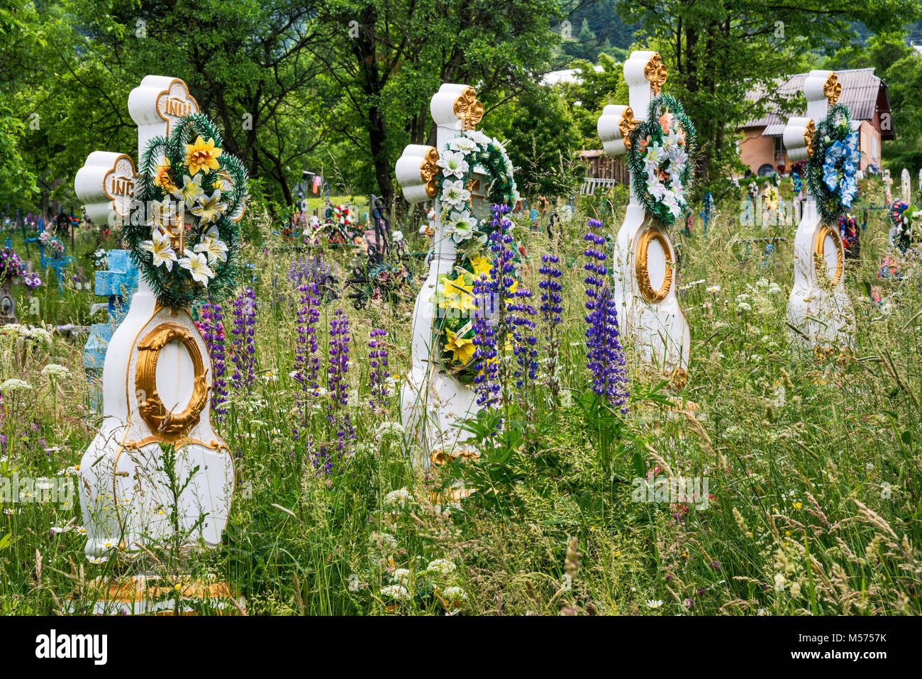 Fleurs de lupin entre traverse sur les tombes au cimetière à l'Eglise grecque-catholique en village de Kryvorivnia Prykarpattia, Carpates, l'Ukraine, Banque D'Images