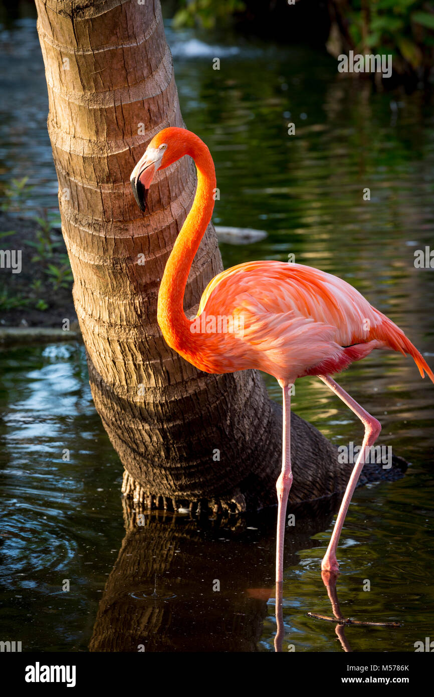 American Flamingo (Phoenicopterus Ruper) dans l étang à Everglades Wonder Garden, Bonita Springs, Florida, USA Banque D'Images