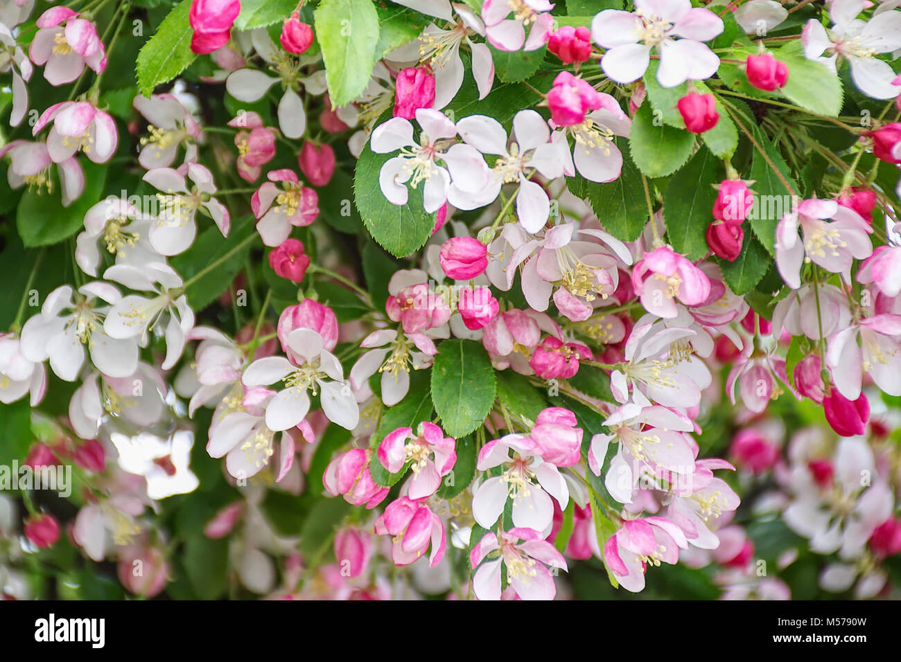 Fleur De Printemps Ukblanc Et Rosedélicatepetites Fleurs