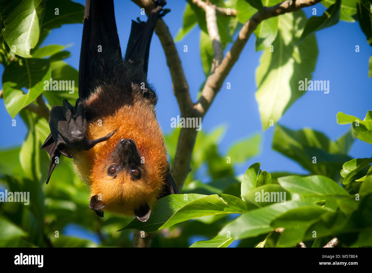 Un fruit Seychelles bat ou flying fox Pteropus seychellensis suspendu à une branche et en pointant avec son doigt tout en regardant la caméra Banque D'Images