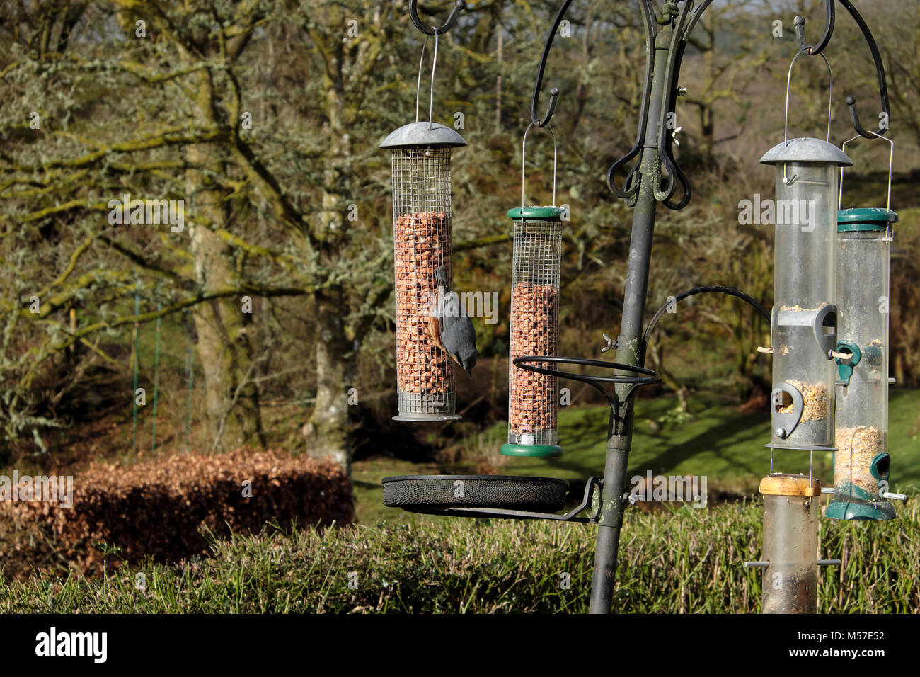 Une blanche (Sitta Europaea) se nourrissant d'arachides dans une mangeoire en pays rural jardin en hiver en février au Pays de Galles, Carmarthenshire UK KATHY DEWITT Banque D'Images