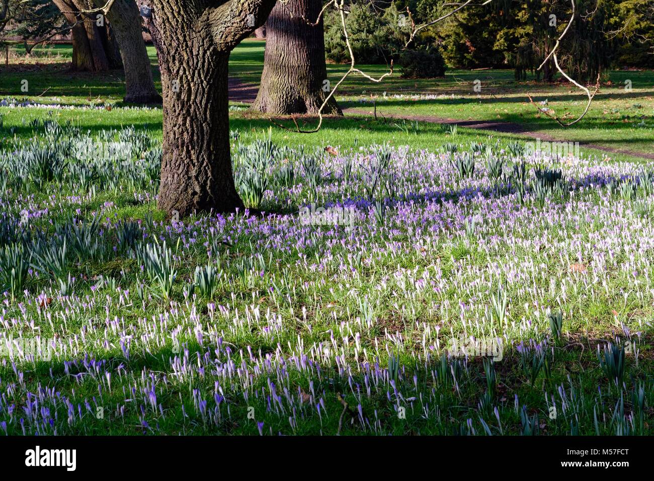 Tapis de crocus mauve bleu sous les arbres en fleurs au printemps Banque D'Images