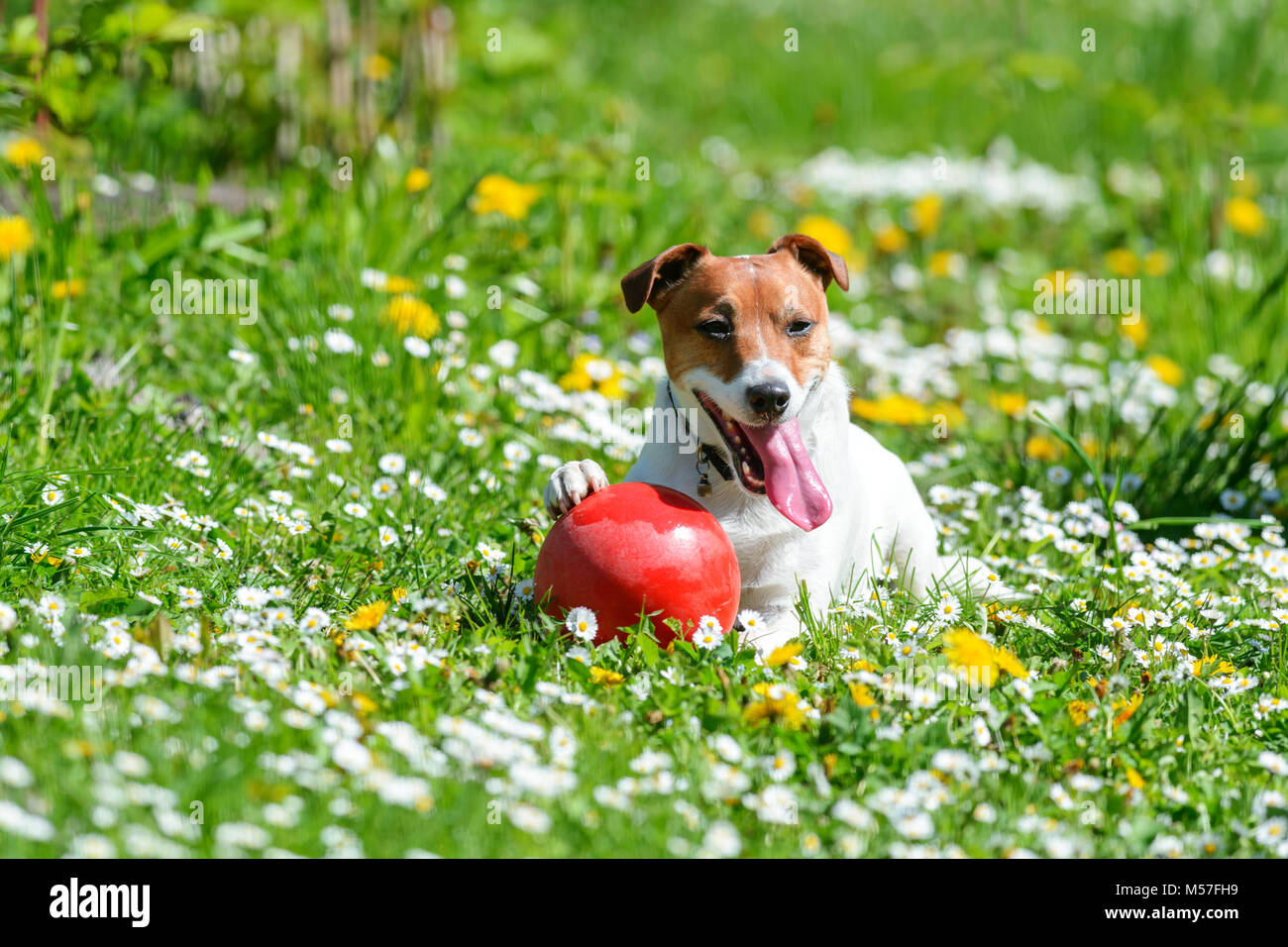 Jack Russel terrier puppy sur flower meadow Banque D'Images