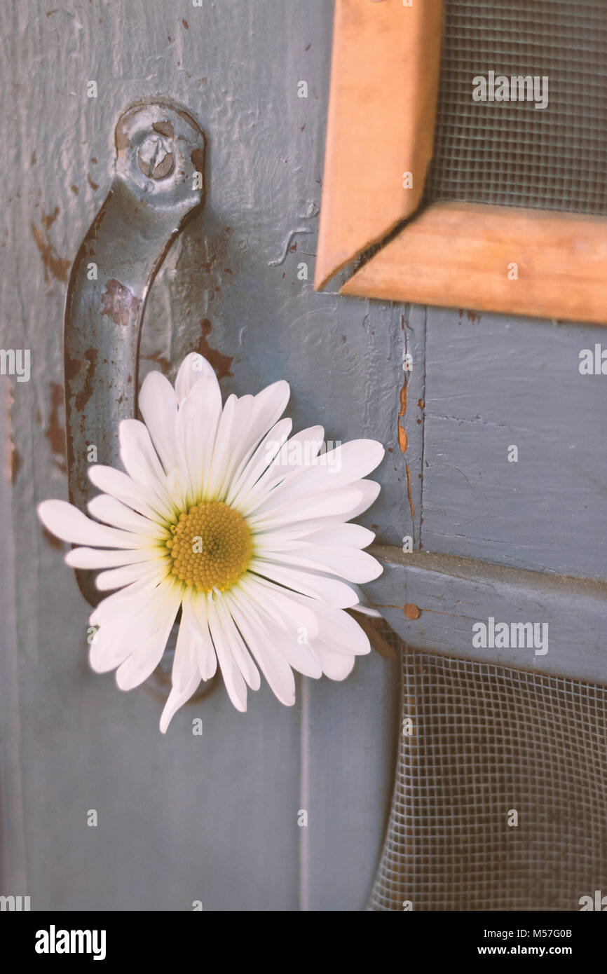 Daisy Blanc Shabby chic Banque D'Images
