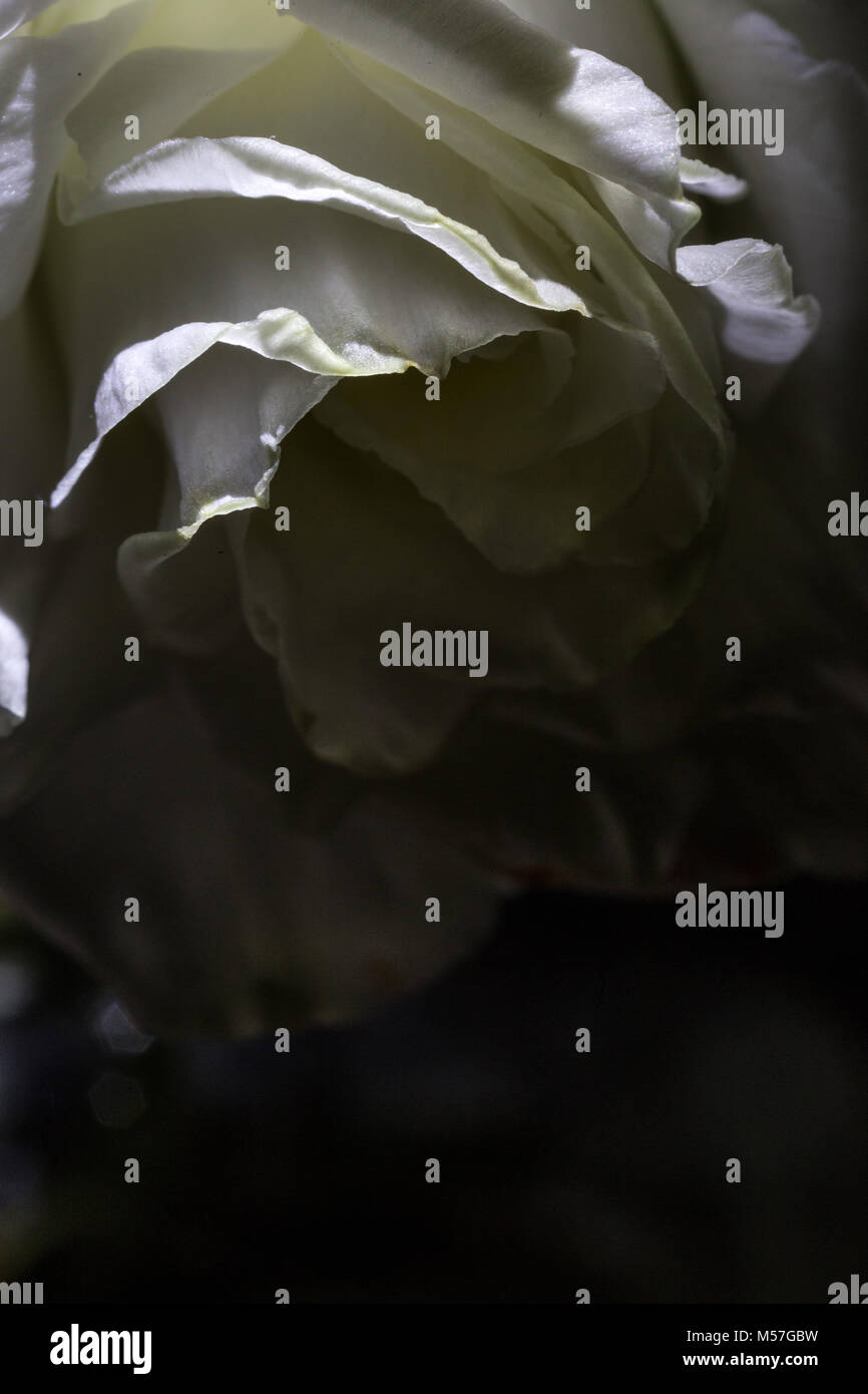 Rose, fleur, macro, line, coudes, belle, contrastant, romantique, saint valentin, amour, coloré, couleur, texture, art, illustration, texture Banque D'Images