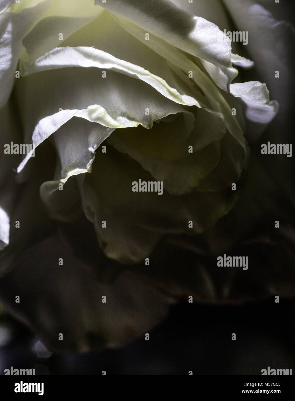 Rose, fleur, macro, line, coudes, belle, contrastant, romantique, saint valentin, amour, coloré, couleur, texture, art, illustration, texture Banque D'Images