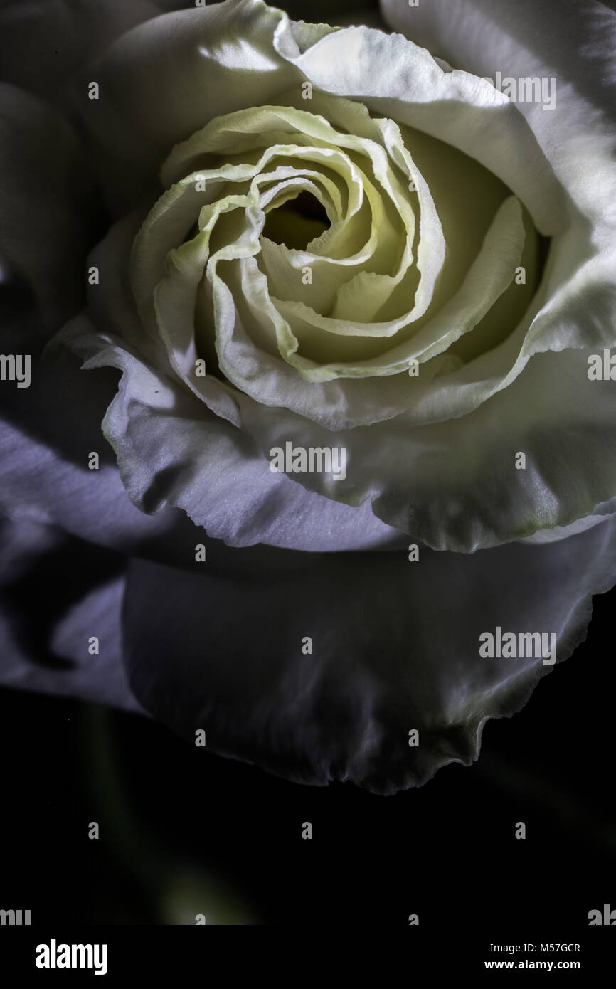 Rose, fleur, macro, line, coudes, belle, contrastant, romantique, saint valentin, amour, coloré, couleur, texture, art, illustration, texture Banque D'Images