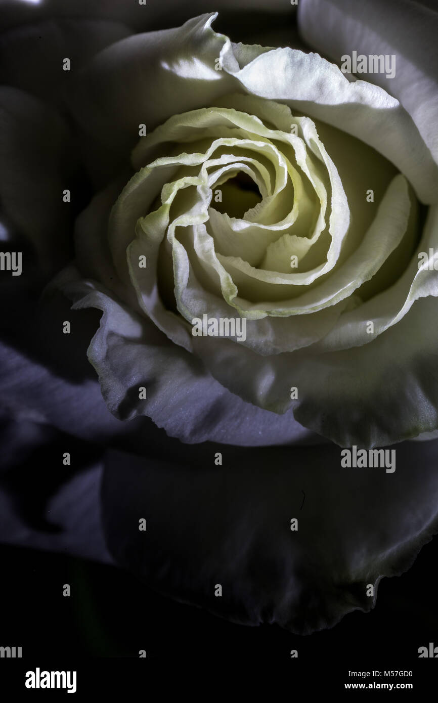 Rose, fleur, macro, line, coudes, belle, contrastant, romantique, saint valentin, amour, coloré, couleur, texture, art, illustration, texture Banque D'Images