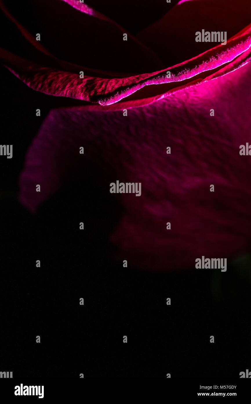 Rose, fleur, macro, rouge, ligne, coudes, belle, contrastant, romantique, saint valentin, amour, coloré, couleur, texture, art, illustration, texture Banque D'Images