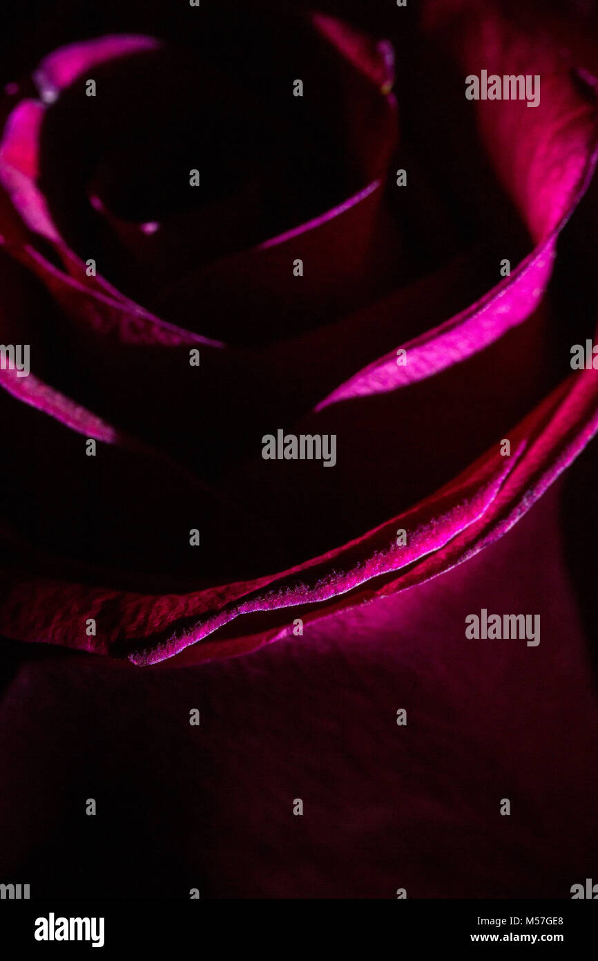 Rose, fleur, macro, rouge, ligne, coudes, belle, contrastant, romantique, saint valentin, amour, coloré, couleur, texture, art, illustration, texture Banque D'Images