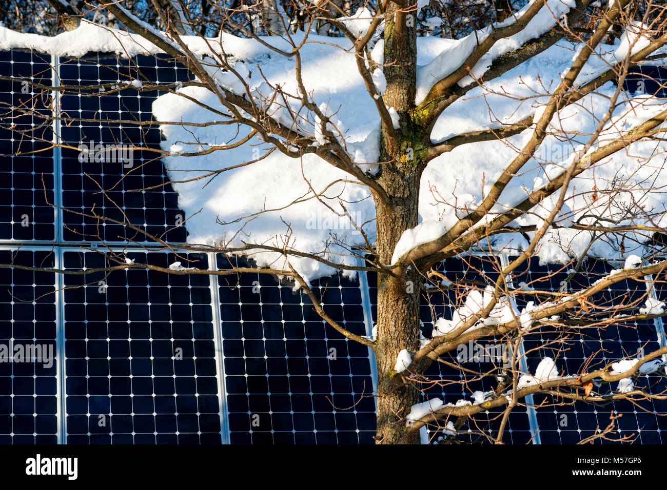 Jeune Arbre de chêne dans le contexte d'un couvert de neige de l'énergie solaire ou panneau photovoltaïque dans le parc dans le cadre d'une journée d'hiver ensoleillée. Mode de charge Banque D'Images