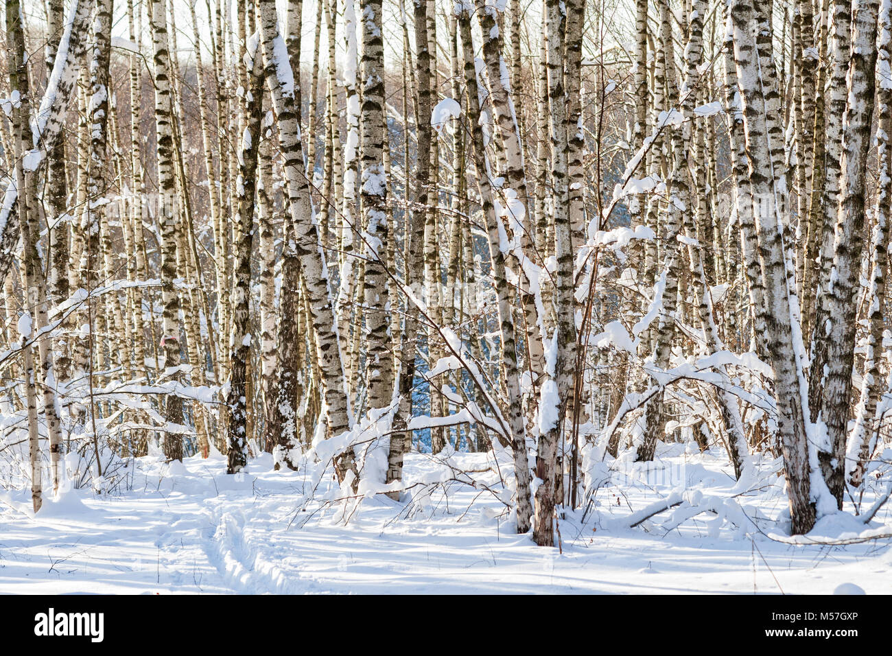 Les bouleaux couverts de neige dans une forêt d'hiver ou de Grove. Lumière chaude du début de soirée d'hiver. Jeu des couleurs, ombres et lumières Banque D'Images