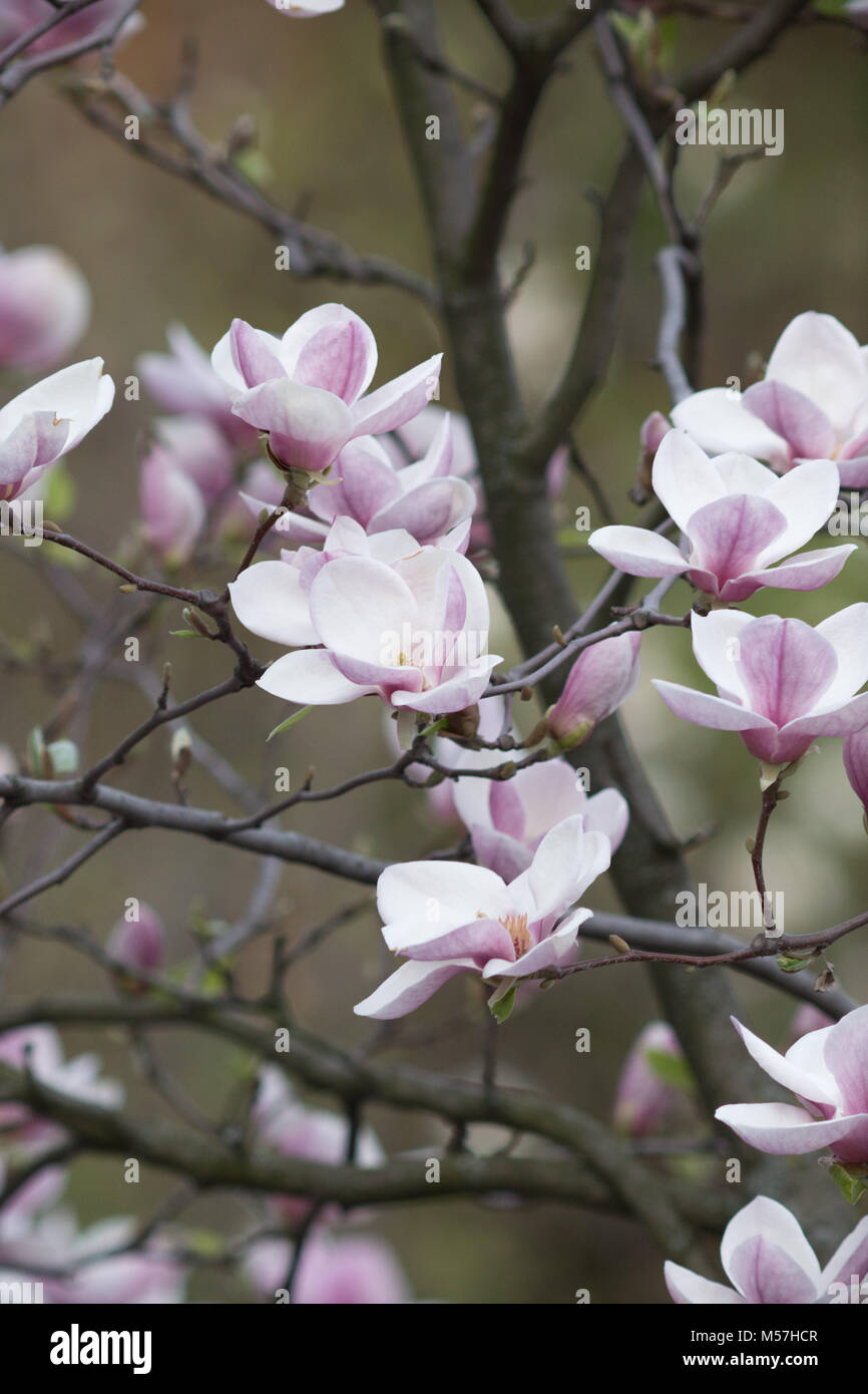 Beauté, naturelle, belle, saison, nature, fleur de magnolia, magnolia, fleurs, printemps, fleurs, pollen, ancienne, arbre, pétales, flou, téléobjectif Banque D'Images