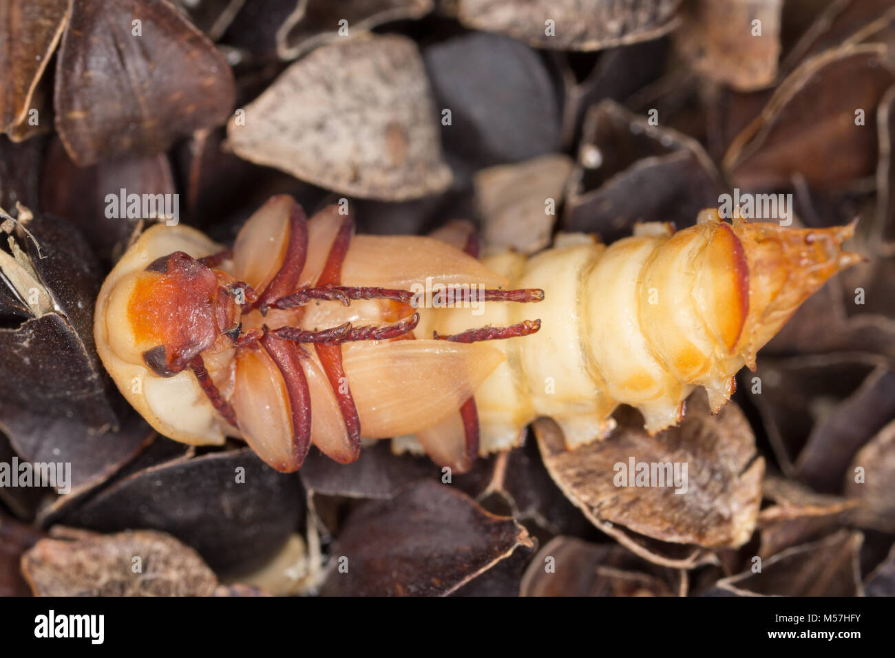 Nymphe de la Beetle, ténébrion meunier Tenebrio molitor, une espèce de darkling beetle ravageur des céréales et des produits ainsi que des produits d'accueil, sur le sarrasin Banque D'Images