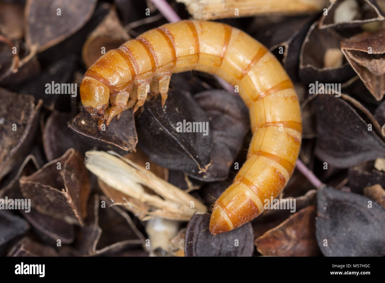 Les vers de farine sont les larves des coléoptères, des vers de Tenebrio molitor, une espèce de darkling beetle Ténébrionidés ravageur des céréales et des produits céréaliers Banque D'Images