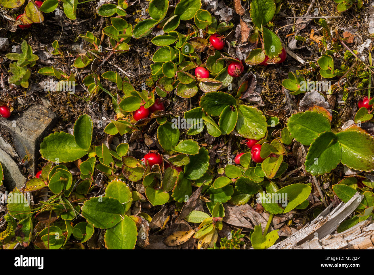 Thé des Alpes, Gaultheria humifusa, avec ses fruits rouges, éventuellement combiné à l'ouest de Teaberry, aka, Wintergreen Gaultheria ovatifolia svelte, Banque D'Images