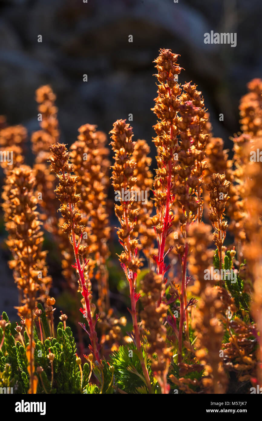 Partidgefoot, Luetkea pectinata, à des semences florales, observé ci-dessous Grand col au cours d'une randonnée dans la région de Grand Valley, le Parc National Olympique a été Banque D'Images