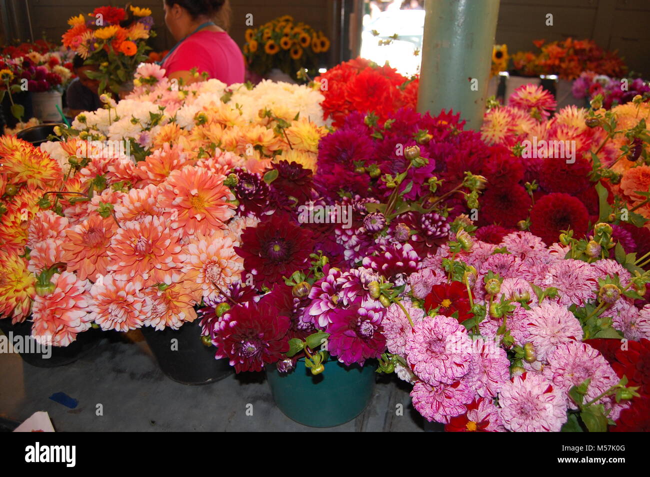 Dahlia fleurs colorées à l'intérieur d'un magasin de fleur Banque D'Images