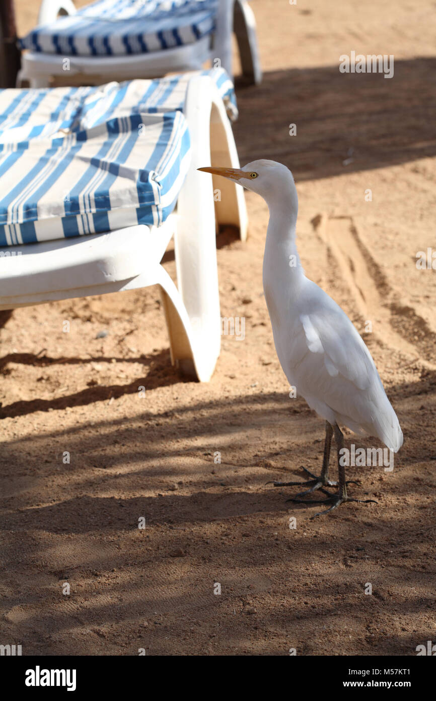 Héron garde-boeuf, plage, Egypte Banque D'Images